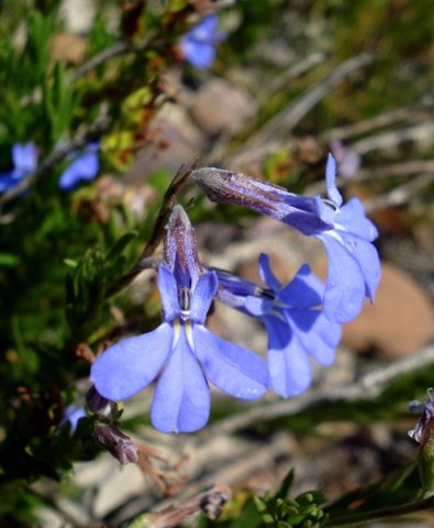 Lobelia pinifolia lip lobes